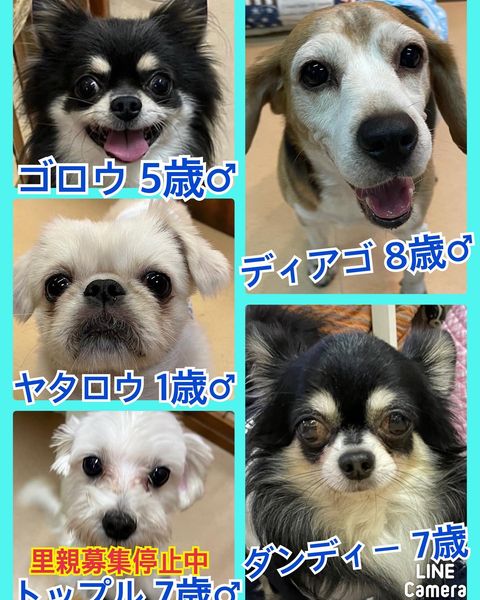 🐾今日の里親様募集中ワンコ🐶メンバーです🐾2022,10,11【保護犬カフェ天神橋店】